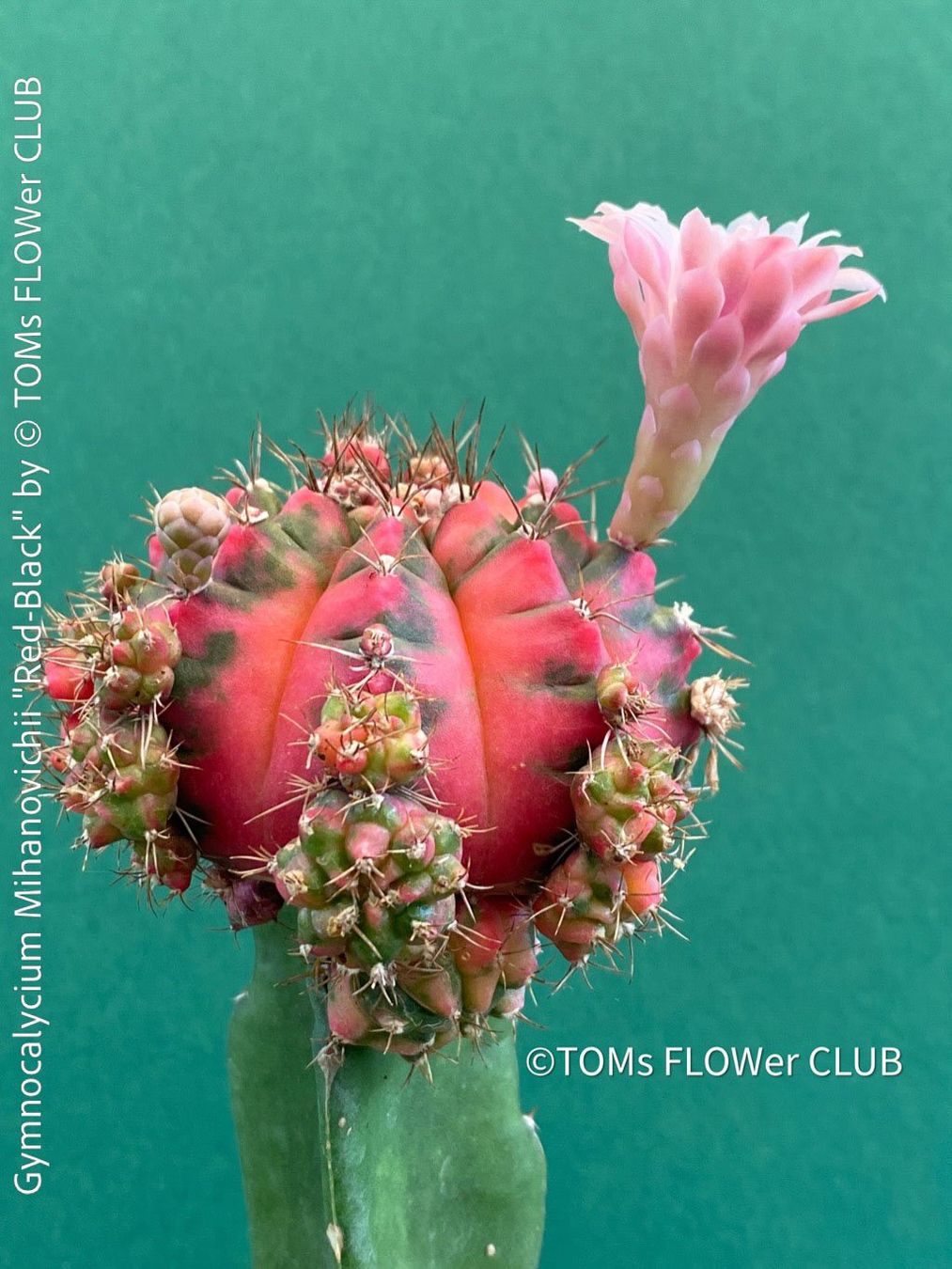 Piante & sementi: Gymnocalycium Mihanovichii "red-black" - veredelt – Nuovo e nell'imballaggio originale da Adliswil venduto da MarkyForest