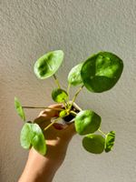 Pilea peperomioides plant - Chinese Money Plant 🌱💰!