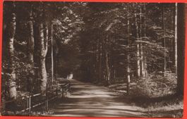 Waldpartie bei USTER gel. 1917 v. Niederuster n. Degersheim