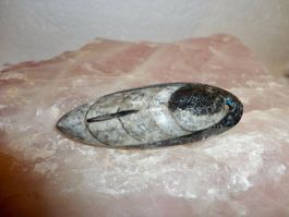 Orthoceras Anhänger