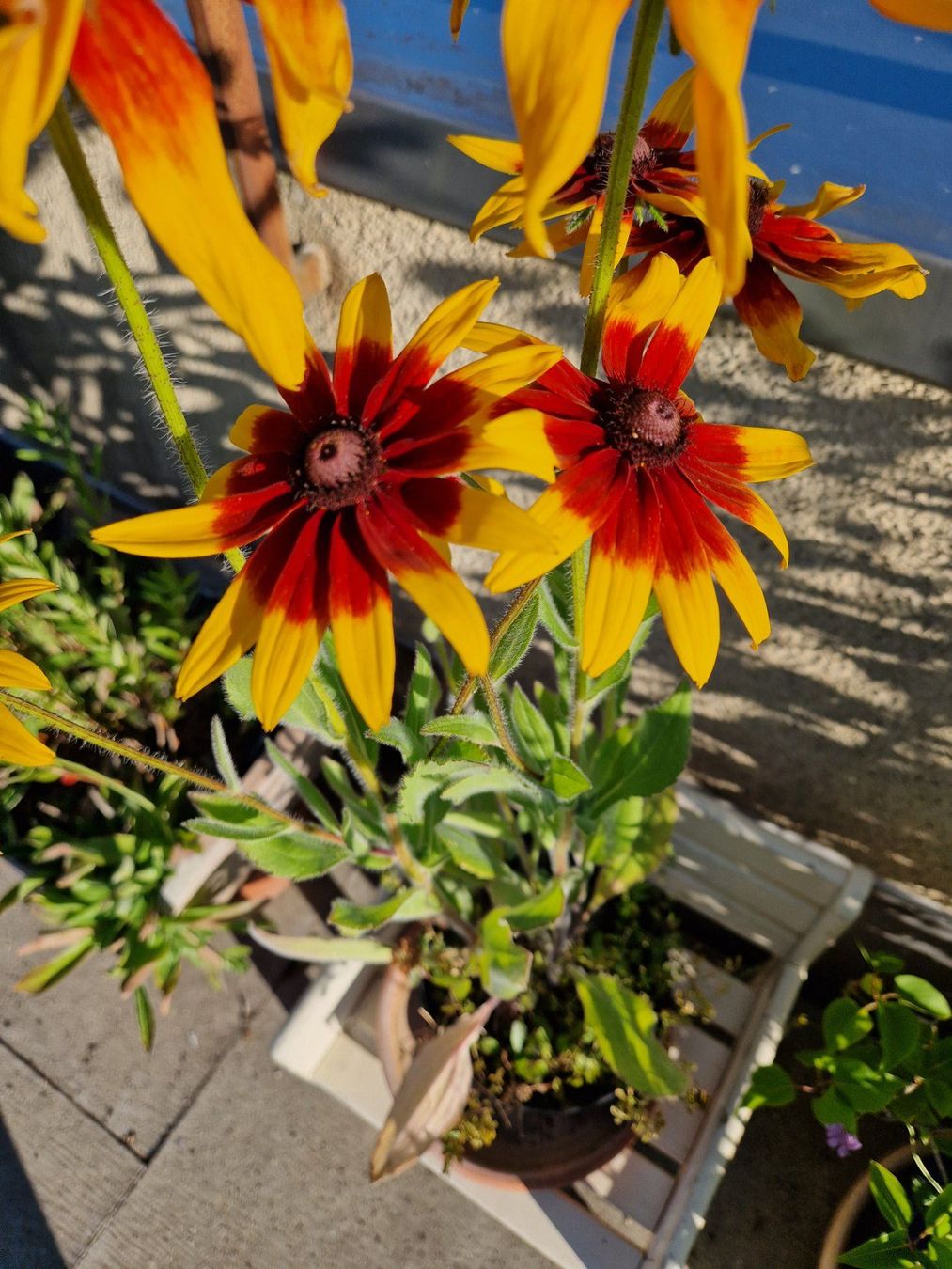 Piante & sementi: Balkon-/Gartenpflanze: Sonnenhut – Usato da Münchenbuchsee venduto da Aare22