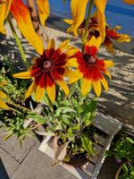 Balkon-/Gartenpflanze: Sonnenhut