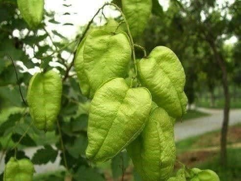 Piante & sementi: Savonnier  PLANT DE 15-20cm – Nuovo (secondo la descrizione) da Bremblens venduto da FIBONACCI369 4