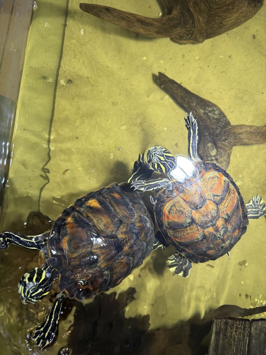 Acquari: Aquarium mit Schildkröten – Usato da Embrach venduto da Bokis 4