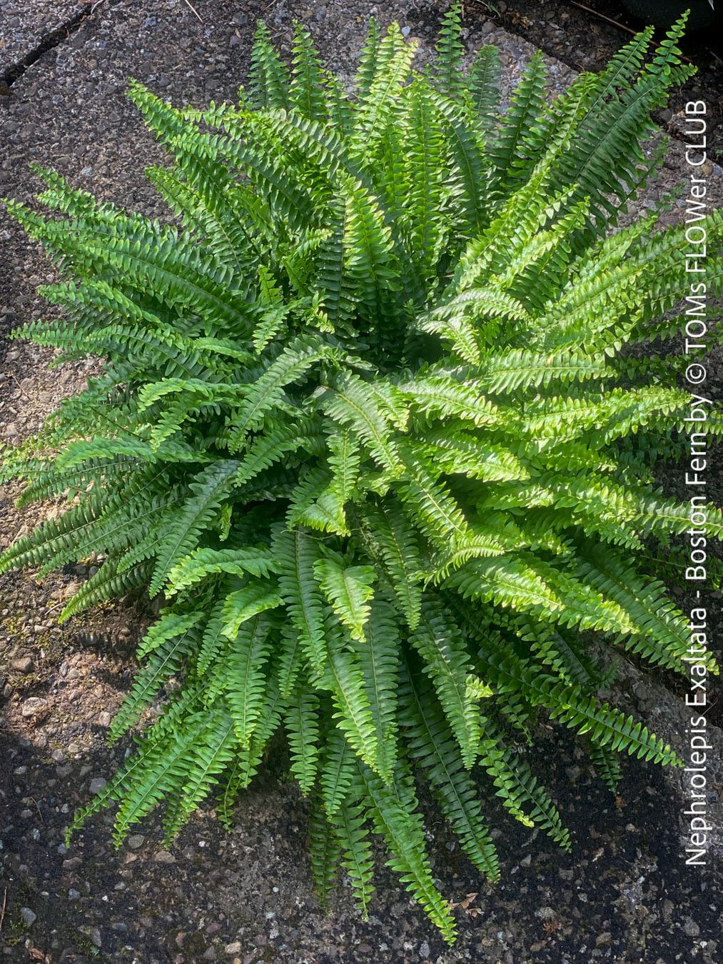 Pflanzen & Samen: Nephrolepis Exaltata - Bostonfarn mit 70cm Durchmesser – Neu und originalverpackt aus Adliswil von astom369 5