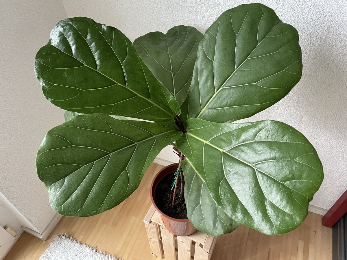 Piante & sementi: Ficus Lyrata/Geigenfeige Zimmerpflanze, – Usato da St.Gallen venduto da Thh7 1