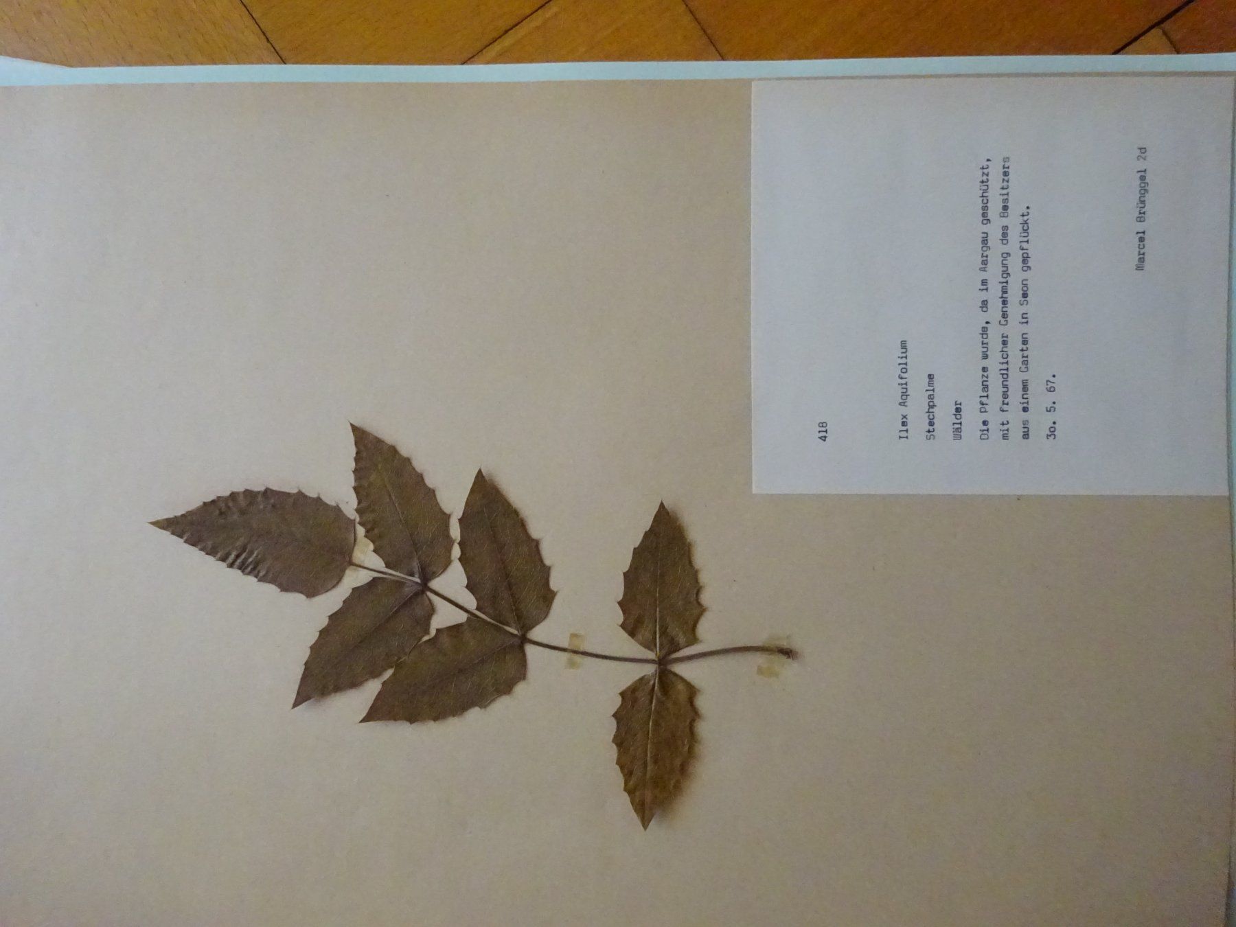 Bücher: Herbarium aus Seon / 10 Botanik – Gebraucht aus Esslingen von eintagammeer 7