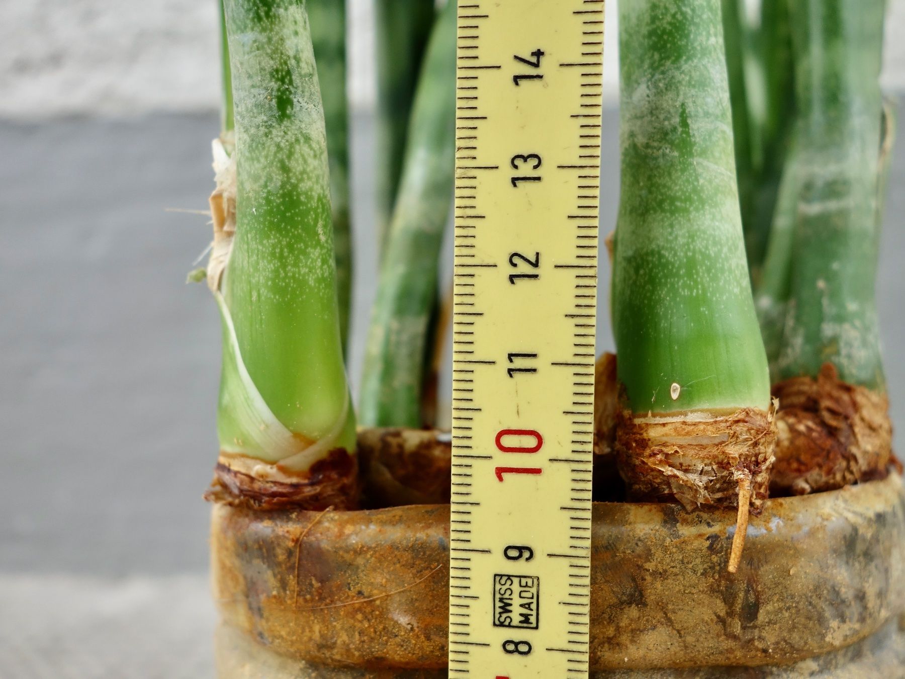 Piante & sementi: Bogenhanf Sansevieria Trifasciata – Nuovo (secondo la descrizione) da Kerzers venduto da zimmergruener 4