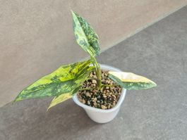 👑 Wunderschöne Alocasia Simpo aurea 👑