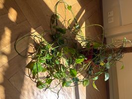 Riesige Efeutute / Golden Pothos 🌱 in Lechuza Topf