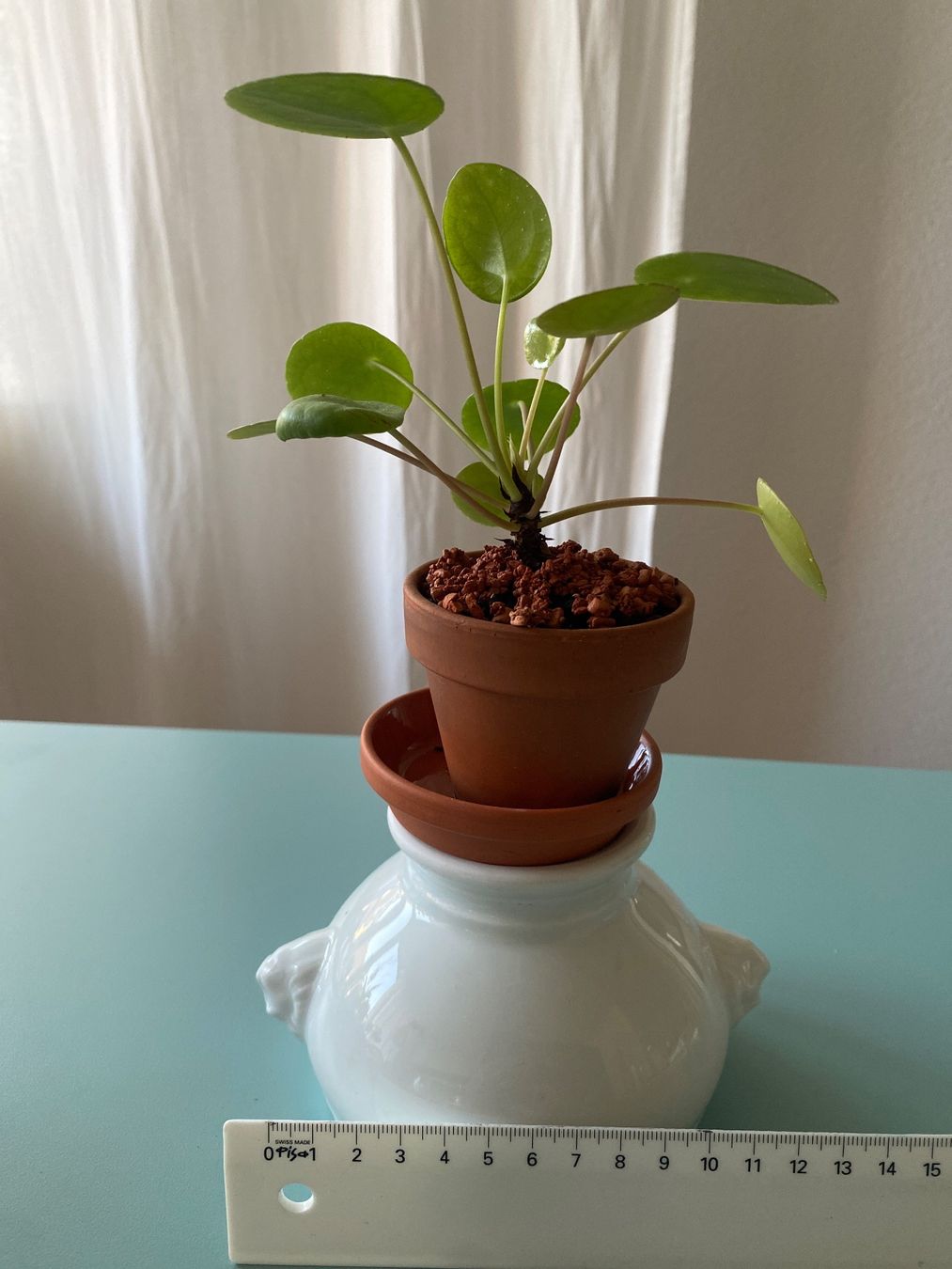 Piante & sementi: Pilea, Geldbaum/ Dollar- Jungpflanze 1 – Nuovo (secondo la descrizione) da Zürich venduto da echt01 2
