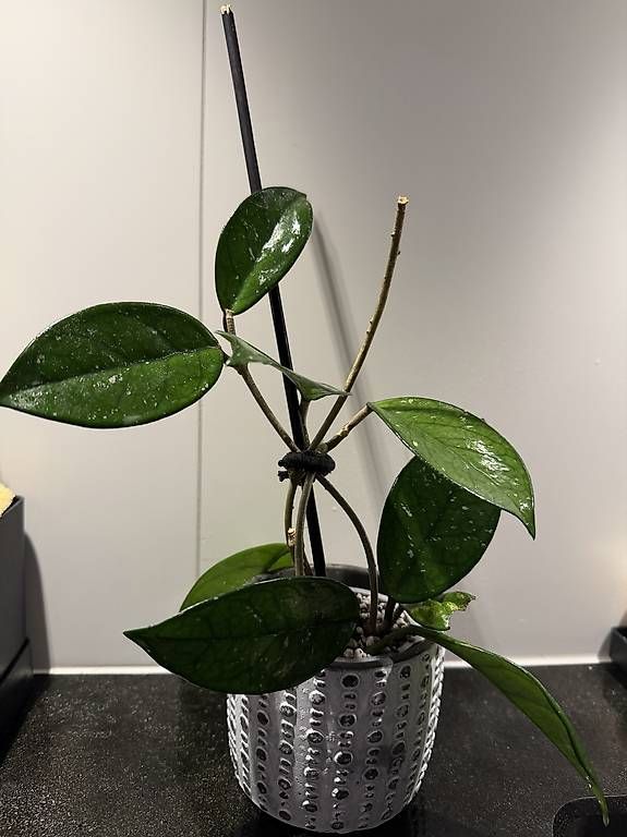 Piante & sementi: Hoya Carnosa 3 pieds – Usato da Spiez venduto da Lunelu 1