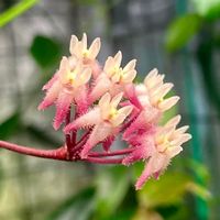 Hoya oreostemma ‚NS12-318‘ 🦄✨