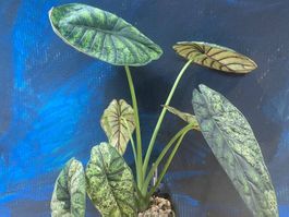 Alocasia Dragon Scale Mint Rhizom