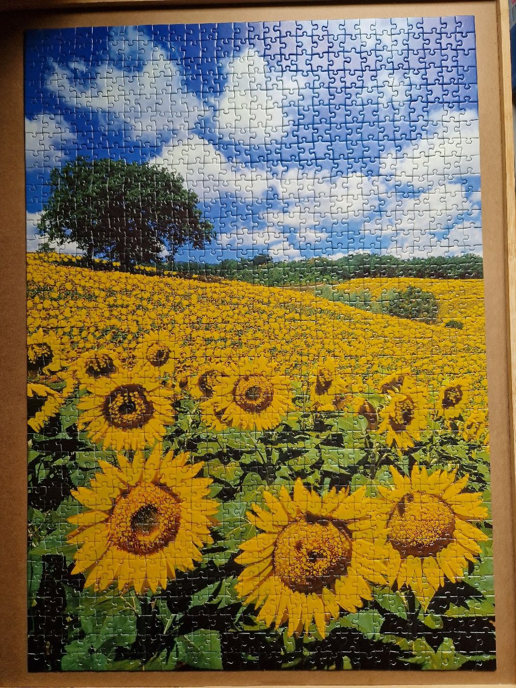 Ravensburger Puzzle: Ravensburger Puzzle, 1000 Teile, Sonnenblumenfeld – Usato da Herisau venduto da etajo 2