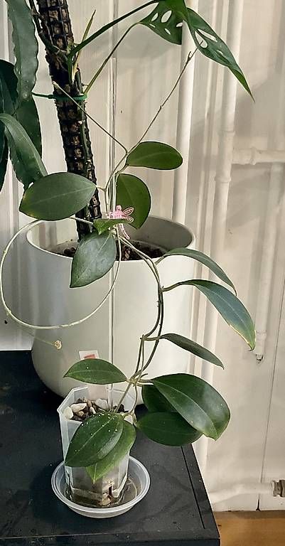 Piante & sementi: Hoya paulshirleyi – Nuovo e nell'imballaggio originale da Schönholzerswilen venduto da Leavylounge