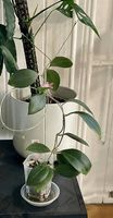 Hoya paulshirleyi