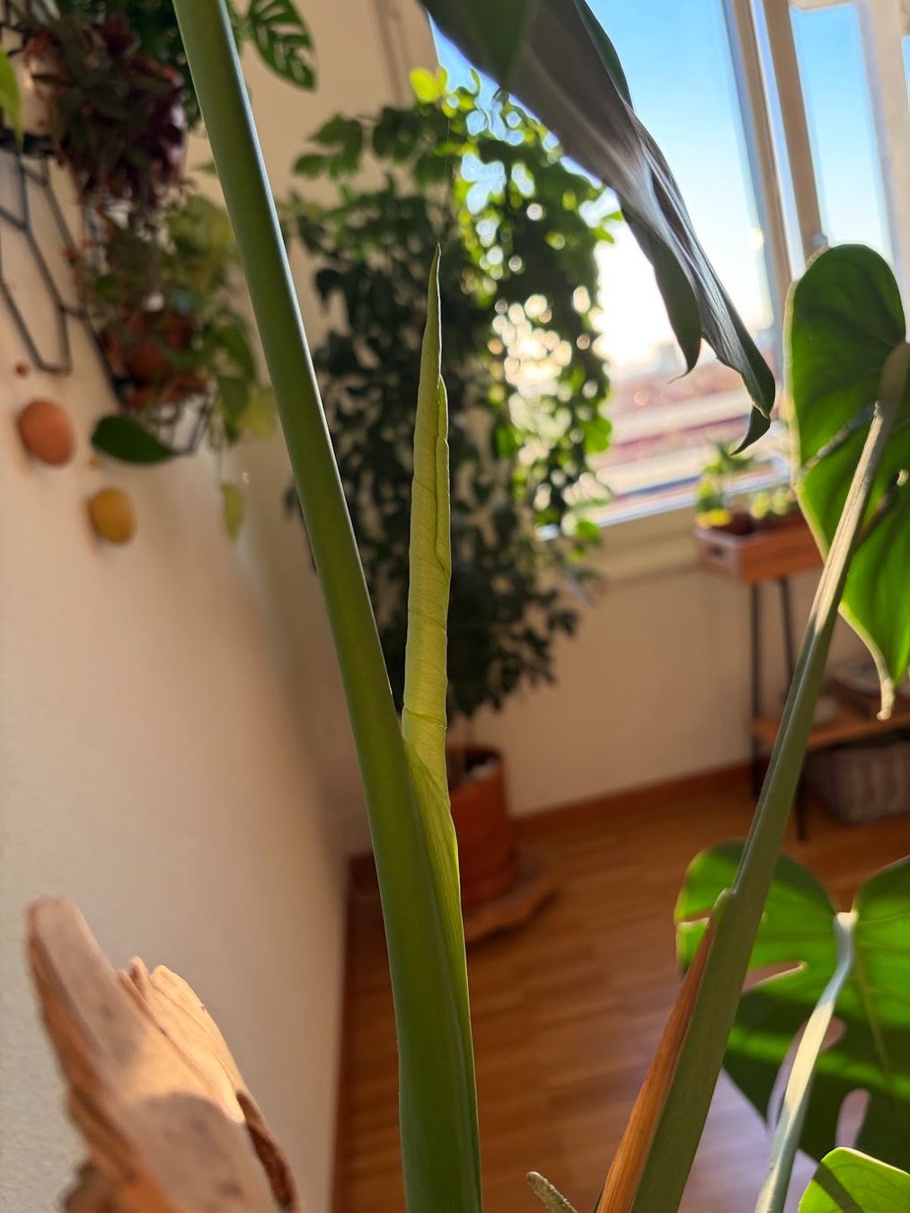 Pflanzen & Samen: Monstera Deliciosa – Gebraucht aus Baar von annasorbian 2
