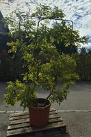 Wunderschöner Blauregen (Wisteria sinensis) – im Spalier
