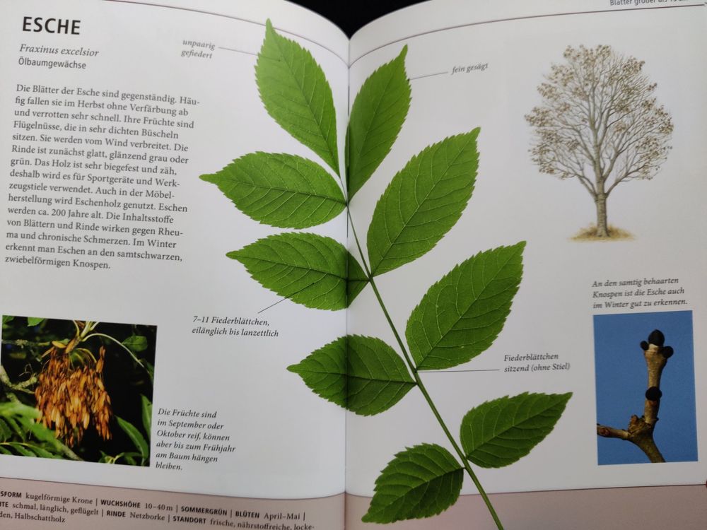 Bäume - am Blatt erkennen / 64 Laub- & Nadelbäume - Kosmos (Gebraucht