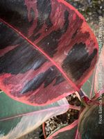 Ficus Elastica Variegata Red Ruby - ein eleganter Blickfang