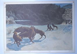 Schulwandbild R.Hainard Wölfe / Wolf - Wolfsrudel #ti