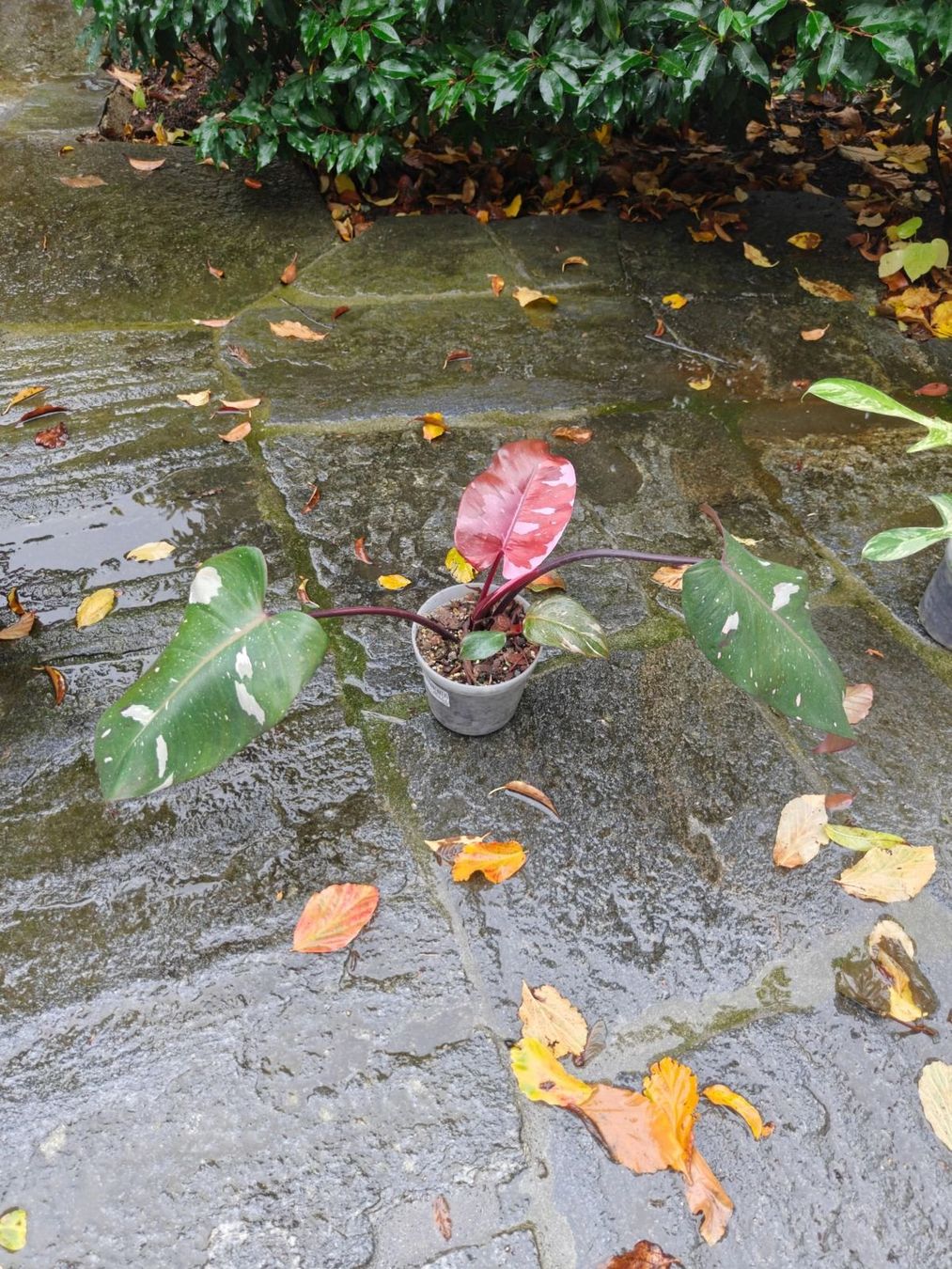 Pflanzen & Samen: Philodendron x 'Pink Princess Marble' – Neu und originalverpackt aus Kloten von pflanzenhilfe 1