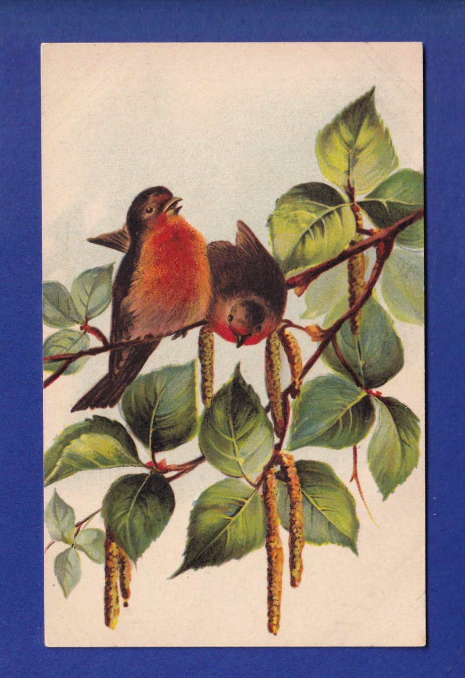 Cartes postales: OISEAU - Rouges-Gorges – D'occasion à Pully par nicecards-shop