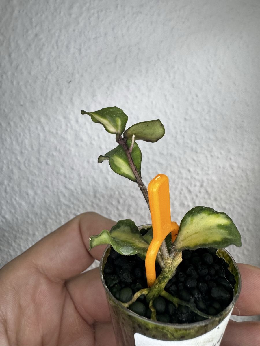 Piante & sementi: Hoya kanyakumariana variegata – Usato da Zürich venduto da thishoyaofmine