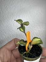 Hoya kanyakumariana variegata