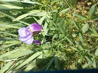 Piante & sementi: Iris 1 bulbe violet – Usato da Lajoux JU venduto da Briard0