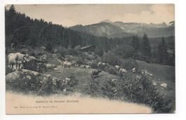 BÜNDNER OBERLAND Kühe