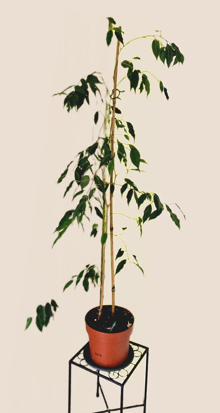 Piante & sementi: Ficus Benjamini Zimmerpflanze  – Usato da Aarburg venduto da Glitzerzauber 3