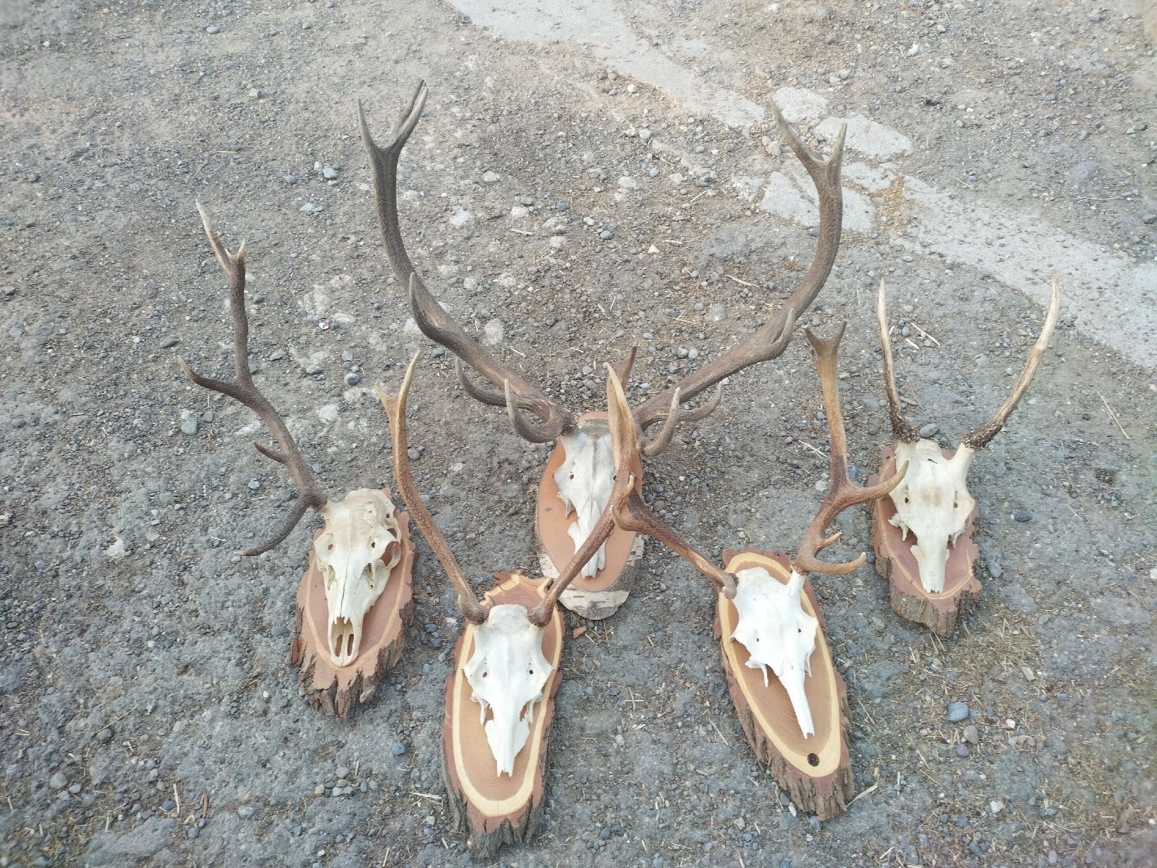 Il mondo degli animali: Geweihe Hirsch Wald Dekoration Unikat 5 Stk – Usato da Wettingen venduto da Bwalti
