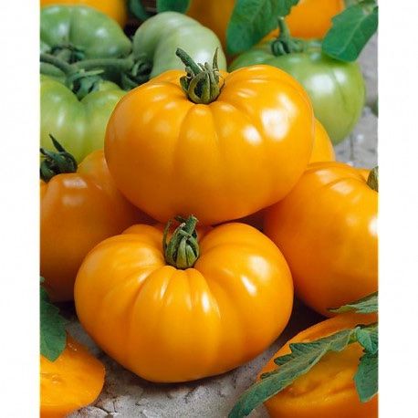 Piante & sementi: 20 Samen BRANDYWINE YELLOW Tomate – Nuovo (secondo la descrizione) da Ehrendingen venduto da VerveinaSamen 3