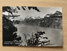 Alte Postkarte Vierwaldstättersee mit Gitschen, Wehrli, unge