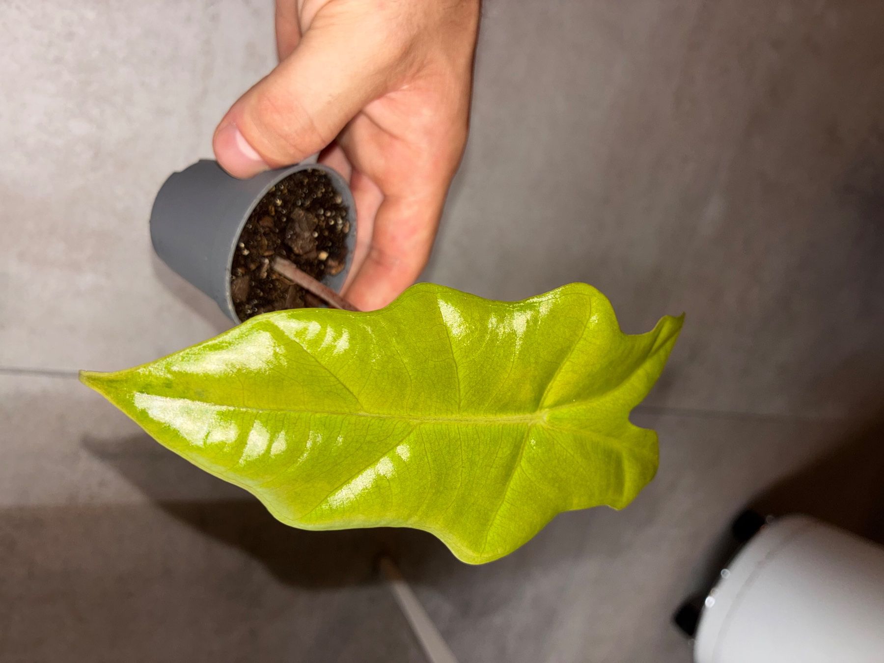 Pflanzen & Samen: Alocasia Pseudo Sanderiana Aurea – Neu (gemäss Beschreibung) aus Alchenflüh von Timmmsen 2