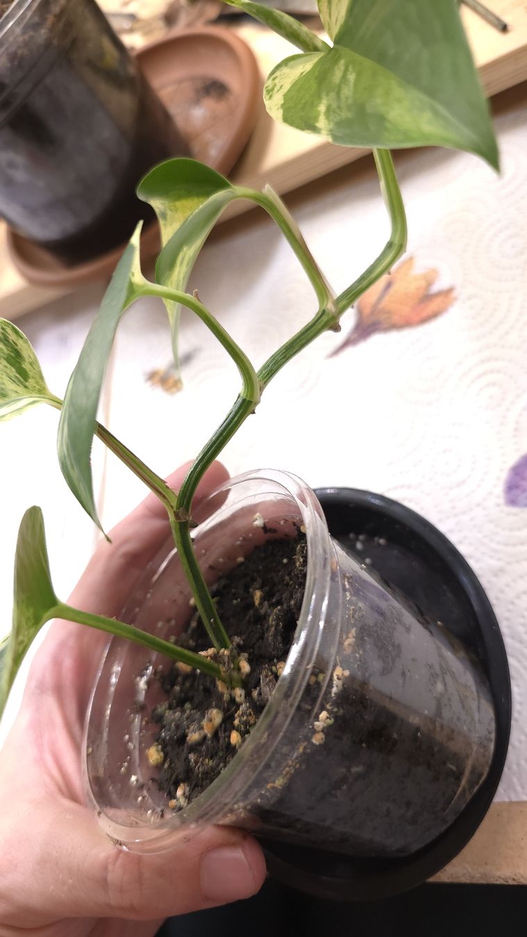 Piante & sementi: Epipremnum Marble Queen  – Nuovo (secondo la descrizione) da Neyruz FR venduto da bry_2dg9 2