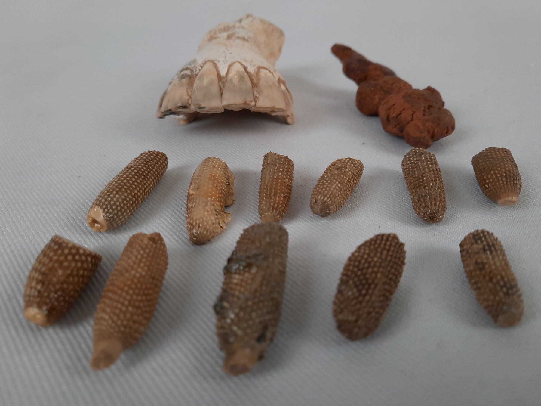 Fossili: Diverse Fossilien – Usato da Beinwil am See venduto da Restwert_Beinwil