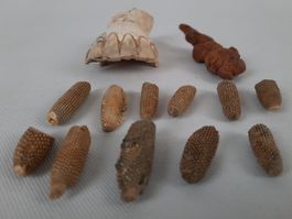 Diverse Fossilien