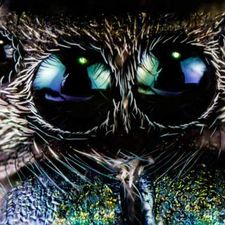 Profile image of spinne02
