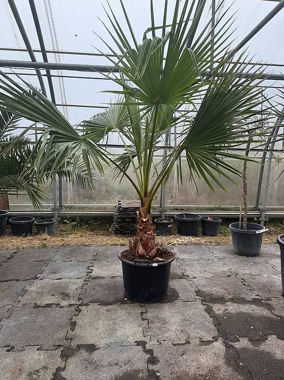 Plantes & graines: Washingtonia robusta - Versand möglich – Neuf avec emballage d'origine à Zuckenriet par Thur_Plant 4