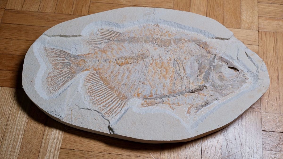 Fossili: Fossil - Pharadeus testis – Usato da Biel/Bienne venduto da nimmes