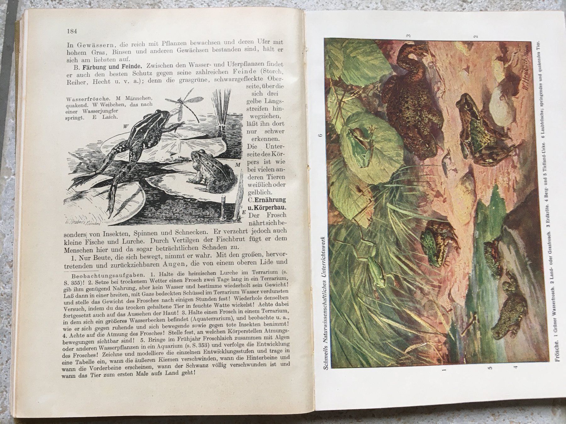 Libri: Antikes Tierkunde-Buch 1926 – Usato da Wettingen venduto da Ecaramel 6