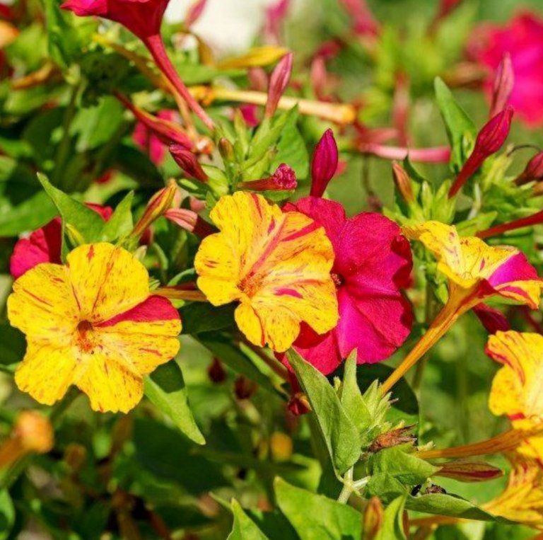 Piante & sementi: WUNDERBLUME Mirabilis Jalapa / 5 Samen / DUFTEND – Nuovo (secondo la descrizione) da Hinteregg venduto da ERFOLG78 2