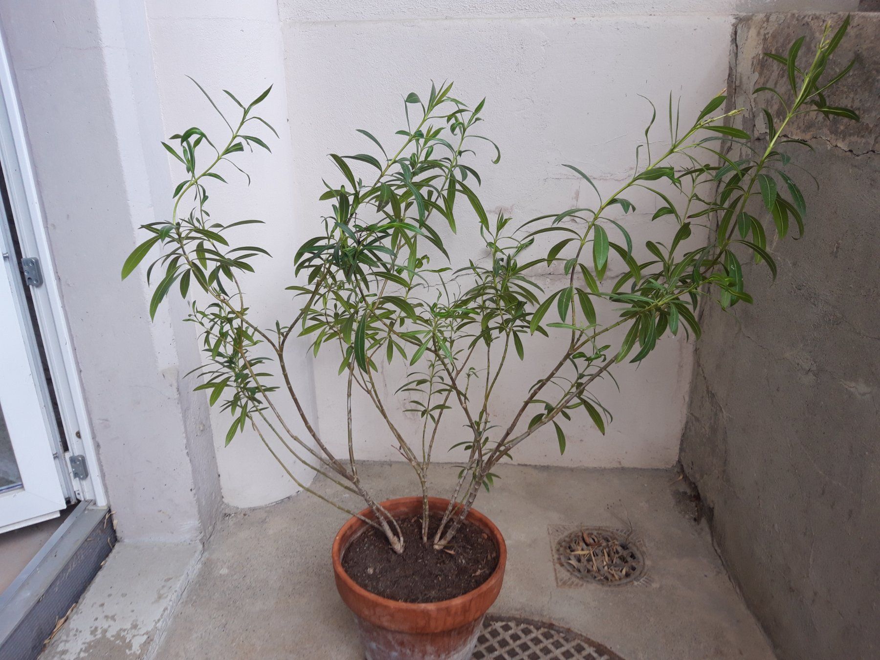 Piante & sementi: Oleander gross ohne Topf – Usato da Feuerthalen venduto da tanatha_st