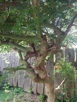 Japanischer Ahorn Gartenbaum gebraucht