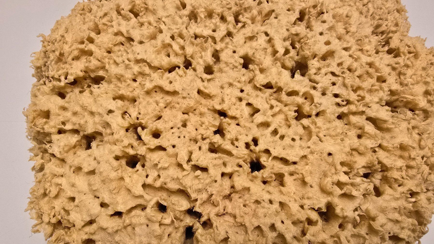 Altro per la casa: Gosser Naturschwamm – Usato da Zürich venduto da Bobesfee 4
