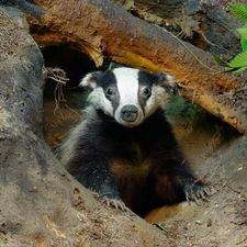 Profile image of badger13