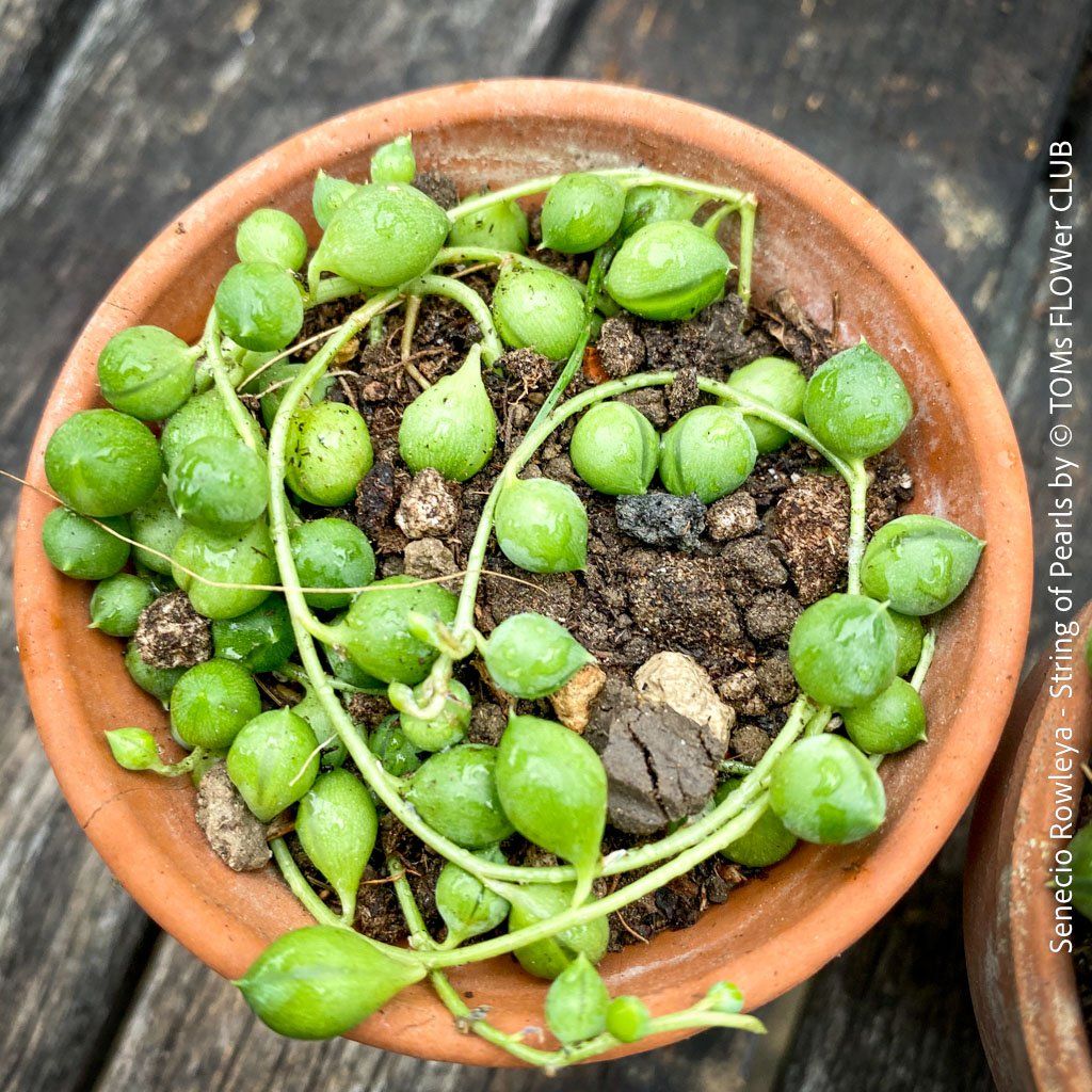 Piante & sementi: Senecio Rowleyanus - Perlenkette für Dich... – Nuovo e nell'imballaggio originale da Adliswil venduto da astom369 6